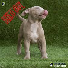 Bluenose pitbull puppies for sale. Pitbull Puppies For Sale American Pitbull Terrier Breeding Centre Pitbull Forest House