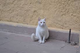 Eskisehir Beyaz Kedi