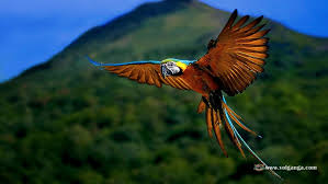 Desktop download wallpaper birds download free wallpapers for desktop, smartphone, tablet etc. 355 Beautiful Birds Wallpaper 1200x720 Android Iphone Hd Wallpaper Background Download Png Jpg 2021