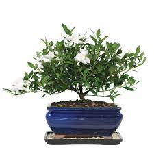We did not find results for: Brussel S Bonsai Gardenia Bonsai Dt 0107g The Home Depot