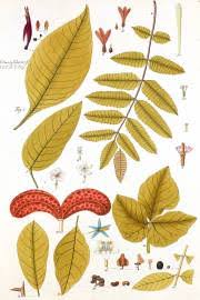 Image result for Cordia senegalensis