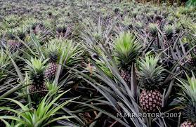 Pin On Pineapple Lerv