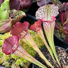 Image result for Brachyachne simonsii