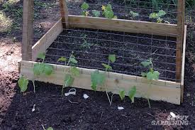 Plus, hilling allows you to dig compost in to the soil. Cucumber Plant Spacing For High Yields In Gardens And Pots