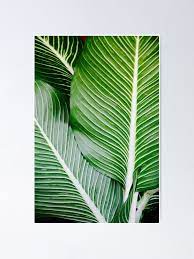 The bundle includes pdf and transparent png (300 dpi) versions of every pattern. Palm Leaf Wall Art Tropical Leaf Prints Printable Leaf Green Leaf Print Tropical Leaves Art Palm Leaf Print Palm Prints Poster By Alex Artprints Redbubble