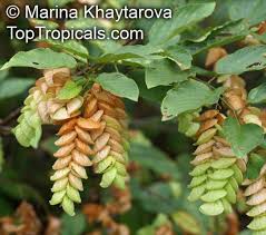 Image result for Flemingia