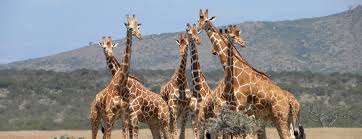 Giraffes have unusually skinny legs for such large animals, but specialized bone structure allows them to the pattern and the small hump on a giraffe's back are similar to those of a leopard. Top 10 Facts About The Giraffe Oupblog