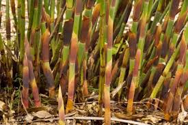 Image result for Restionaceae