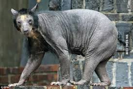 We did not find results for: This Is A Shaved Bear The Scariest Thing In The World 9gag