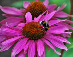 Scarica questa immagine gratuita di fiori fiore tipo di margarita dalla vasta libreria di pixabay di immagini e video di pubblico dominio. Le 5 Specie Di Margherite Piu Comuni Guida Giardino