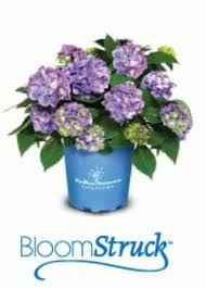 Beautiful purple blooms offer unique color! Bloomstruck Hydrangea Endless Summer Shop Plantsbymail Com