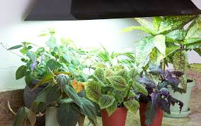 Indoor Plant Lights Better Homes Gardens