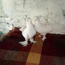 Pin Von Blt Blt Auf Guvercin Pidgeon Taube
