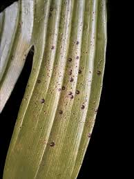 Image result for scale on plant