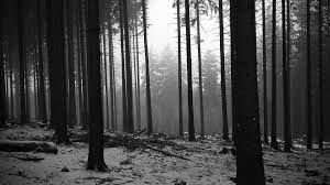 Which is the best black and white tree wallpaper? Black And White Forest Wallpaper Full Hd Black And White Wallpaper Black And White Landscape Forest Wallpaper