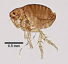 Stickfast Fleas If You... - Busselton Pest & Weed Control | Facebook