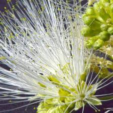 Image result for Albizia anthelmintica