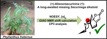 Image result for Phyllanthus fraternus