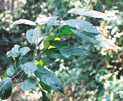 Image result for Maesobotrya