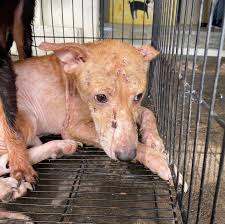 Daffy, another poor dog who had to experience life at the pound just because he is a stray, homeless and without a family, but who knows, he may be part of one