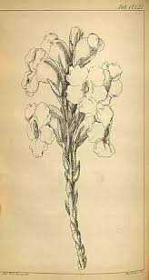 Image result for Harveya