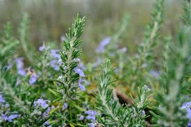 Maybe you would like to learn more about one of these? How To Grow Rosemary Bbc Gardeners World Magazine