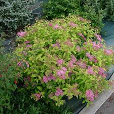Image result for spirea japonica gold princess