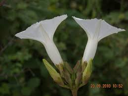 Image result for Ipomoea marginata