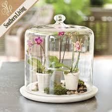 Love This Idea For A Terrarium When Not Using As A Cake Dome Kristen Miller Decoracion Natural Decoracion De Isla De Cocina Materiales Naturales