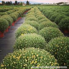 Planting chrysanthemums can brighten up any garden. How To Care For Fall Mums