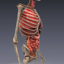 Realistic Human Internal Organs 3d Model In 2020 Human Anatomy Model Human Anatomy Human