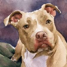 cat dogs animals dogs forever club art forever club summer follow nature instagood instagramdogs doglife dogs of insta evcil hayvanlar hayvanlar