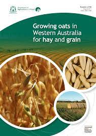 Pdf Growing Oats In Western Australia For Hay And Grain