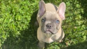Because we sell the best french bulldog puppies around! 10 Stolen French Bulldogs Found In Ottawa Co Woodtv Com