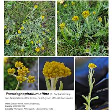 Image result for Pavetta decumbens