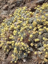 Image result for Eriocaulon angustibracteatum