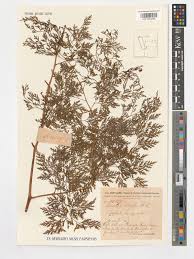 Image result for Davallia chaerophylloides