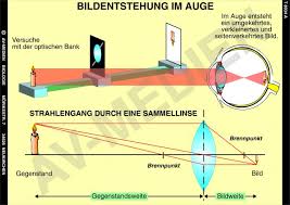 Die Bildentstehung Im Menschlichen Auge Av Medien Onlineshop