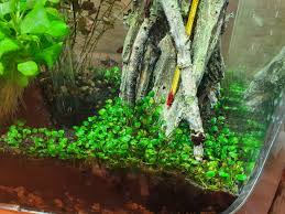 Image result for Marsilea subterranea