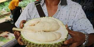 Musim durian jadi kita makan durian! Dagingnya Putih Legit Dan Gurih Ini Dia Durian Si Susu Dari Bogor