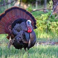 Melanistic wild turkeys overproduce the pigment melanin, making them jet black in color—the gothest turkey out there. Everything To Know About Wild Turkeys