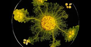Maybe you would like to learn more about one of these? Slime Molds Remember But Do They Learn Quanta Magazine