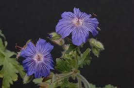 Image result for Geraniaceae