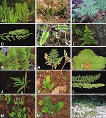 Image result for Anemiaceae