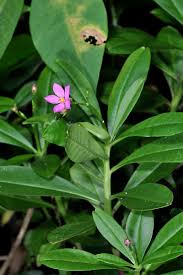Image result for Talinum fruticosum