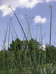 Image result for Schoenoplectus muricinux