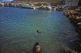 Browse 39,599 fish market stock photos and images available, or search for tsukiji fish market or sydney fish market to find more great stock photos and pictures. Hout Bay Fish Market Cape Town Lomography