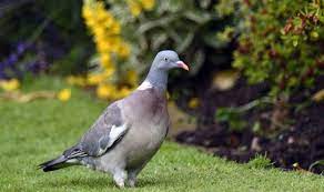 How to deter wood pigeons from garden. How To Deter Pigeons From Your Garden Top Tips For A Pigeon Free Space Global Circulate