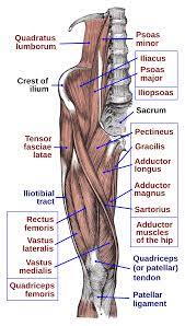 Symptoms include a sudden sharp pain at the front of the hip or in the groin, swelling and bruising. Iliopsoas Wikipedia