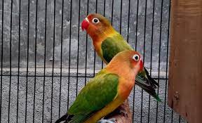 Nah untuk membuat lovebird konslet, salah satu caranya adalah dengan menggunakan untulan atau pasangan lovebird selain memberikan untulan, memberikan racikan pakan lovebird konslet juga harus diberikan lengkap beserta 1.1 1. 15 Perbedaan Lovebird Konslet Dan Fighter Burungnya Com